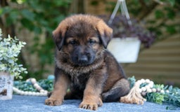 German Shepherd dogs for sale: Grace - Image 2