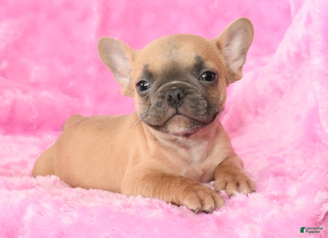 French Bulldog dogs for sale: Blake - Image 3