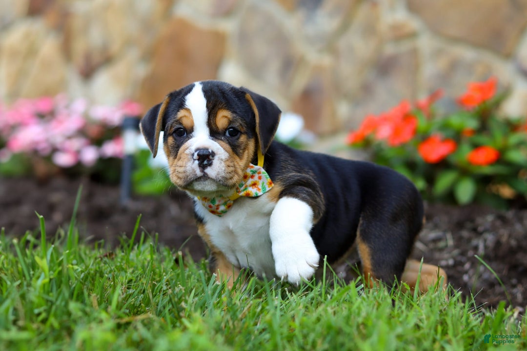 Beabull dogs for sale: Bubba - Image 3