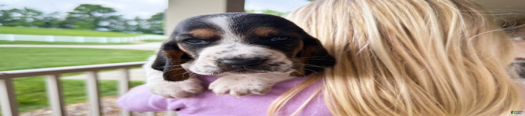 Snoopy
