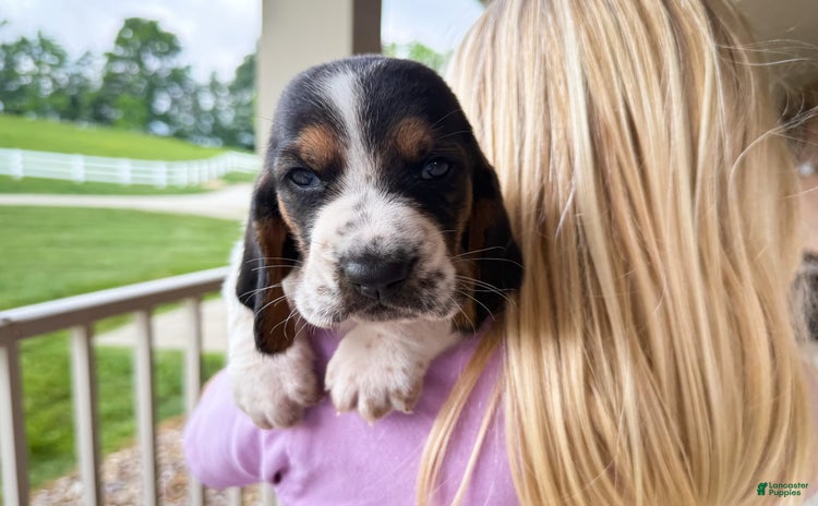 Basset Hound dogs - Advert 11