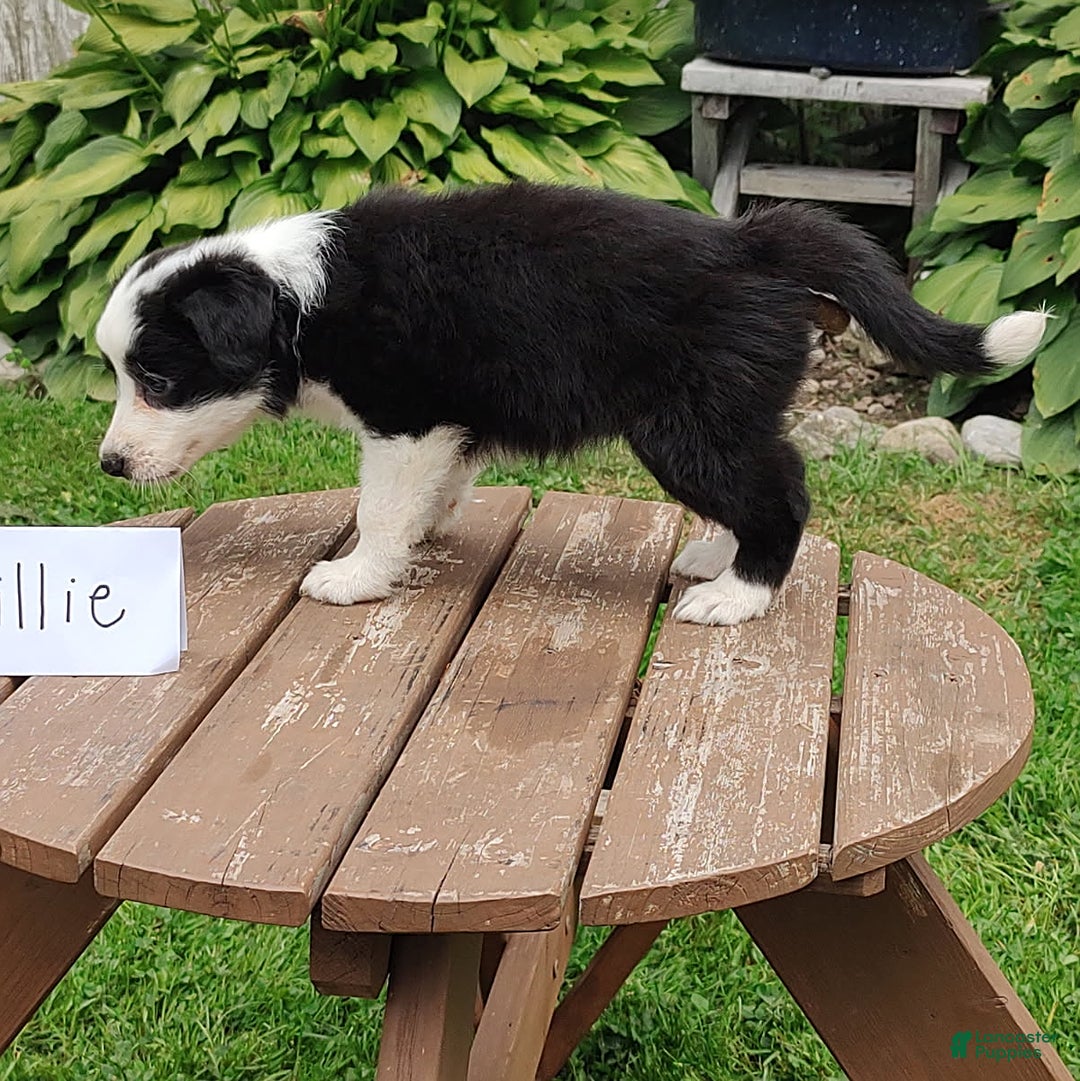 Border Collie dogs for sale: Tillie - Image 1