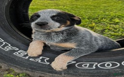 Australian Cattle Dog dogs for sale: Bloom - Image 4