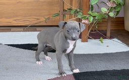 Italian Greyhound dogs for sale: Kk - Image 21
