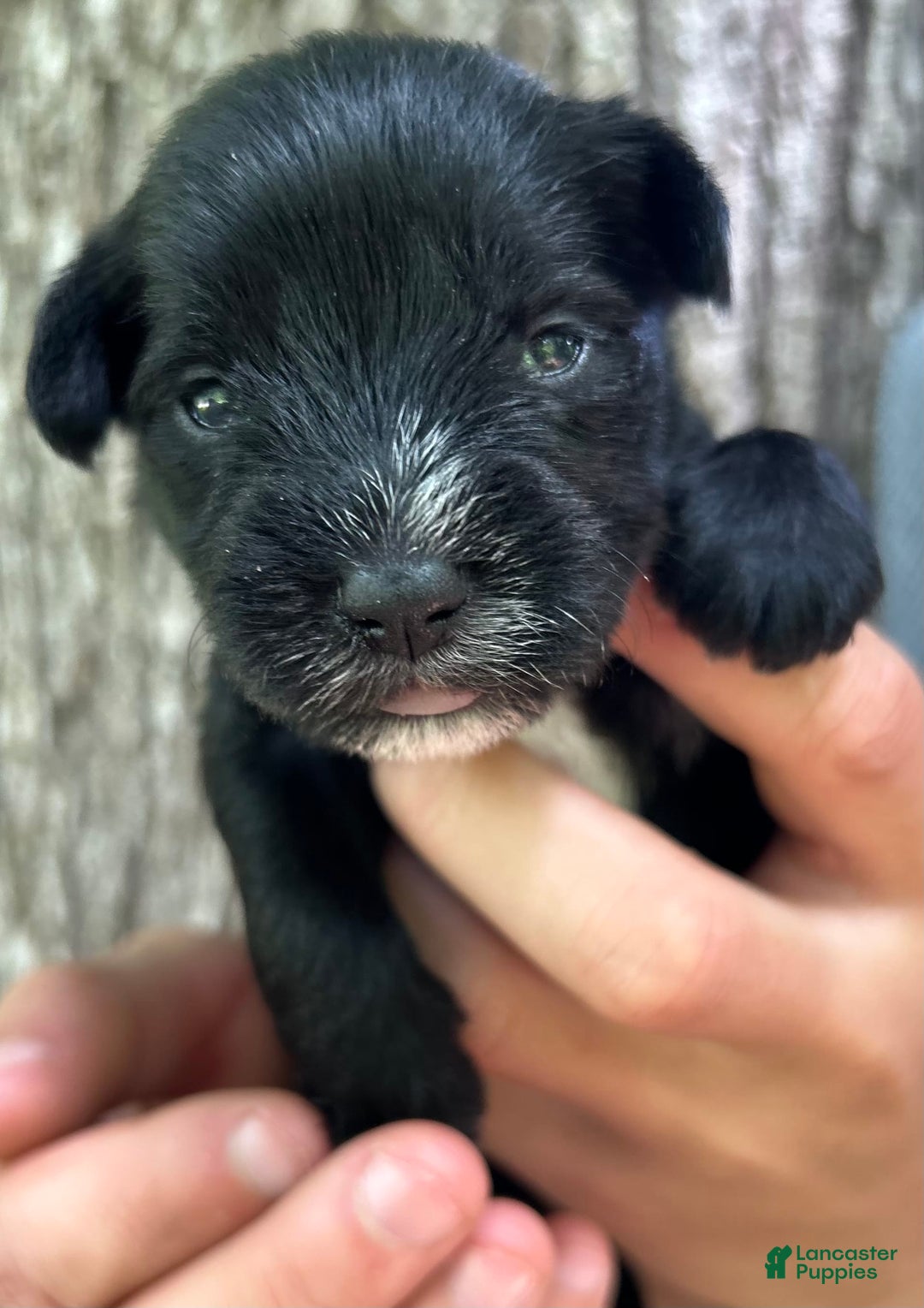 Miniature Schnauzer dogs for sale: Cory - Image 6
