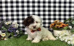 Maltipoo dogs for sale: Patch - Image 4