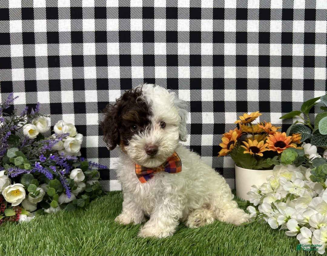 Maltipoo dogs for sale: Patch - Image 4