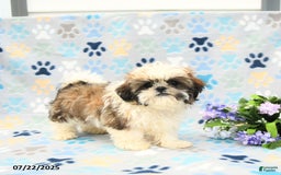Shih Tzu dogs for sale: Paddington - Image 2