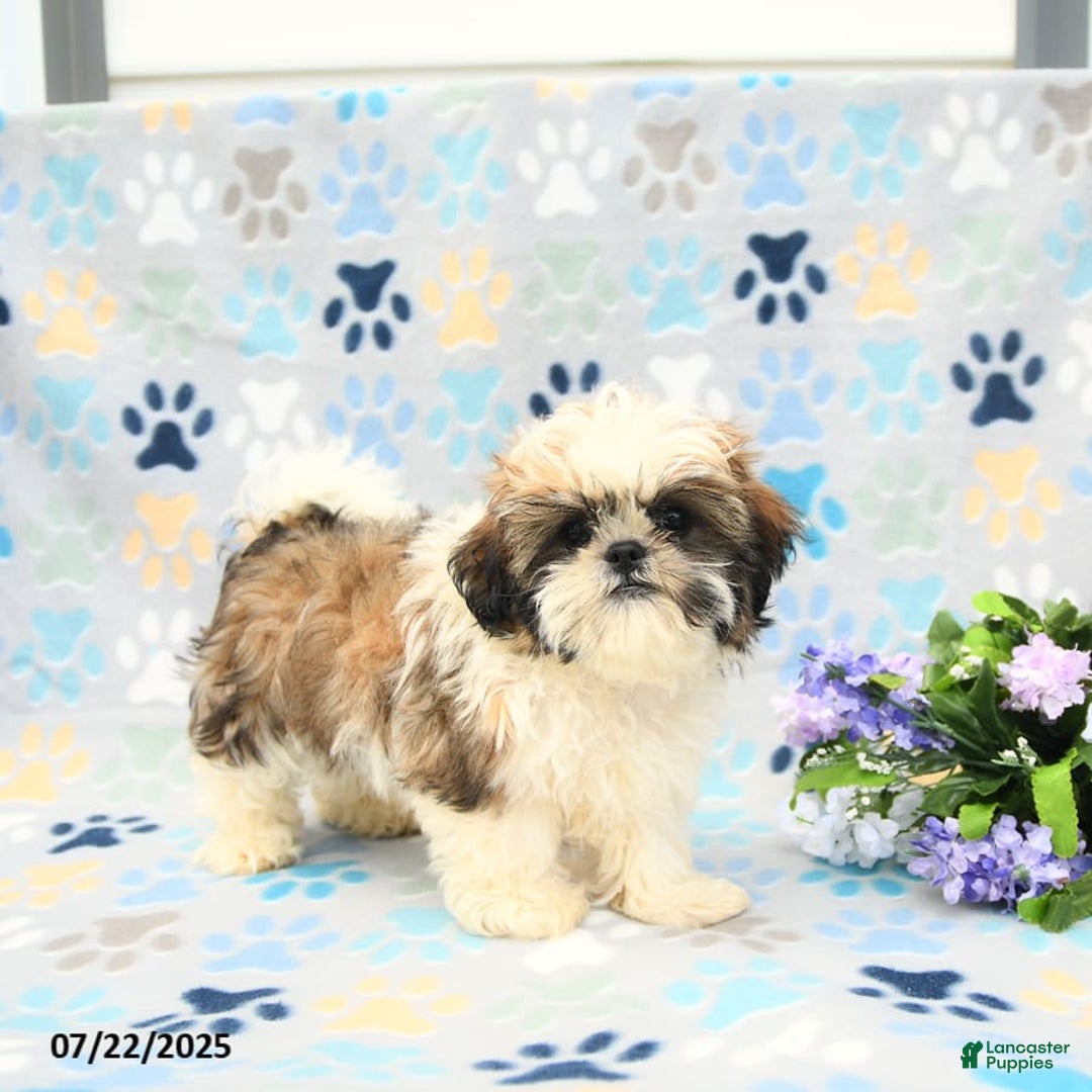 Shih Tzu dogs for sale: Paddington - Image 2