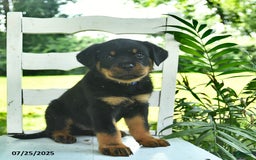 Rottweiler dogs for sale: Charlie - Image 5