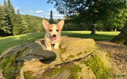Welsh Corgi Pembroke dogs for sale: Molly - Image 23