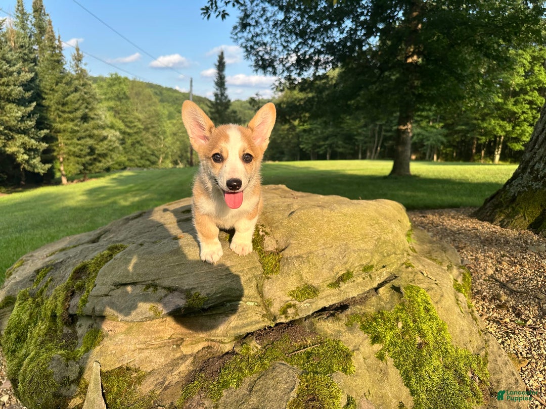 Welsh Corgi Pembroke dogs for sale: Molly - Image 23