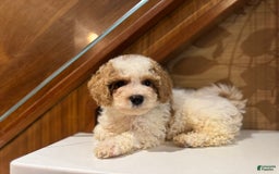 Cavapoo dogs for sale: Rocky - Image 3