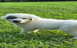 Great Pyrenees dogs for sale: Orange - Image 4