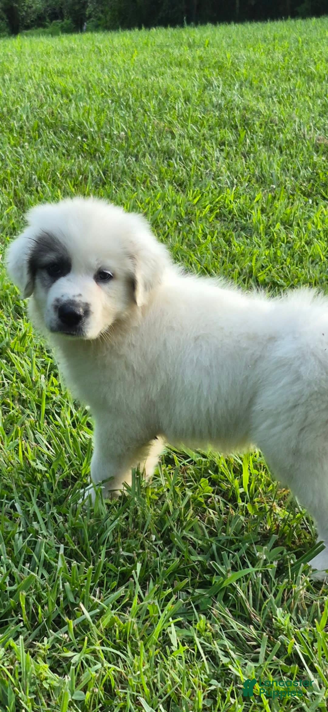 Great Pyrenees dogs for sale: Orange - Image 4