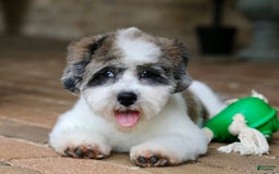 Shihpoo dogs for sale: Leo - Image 18