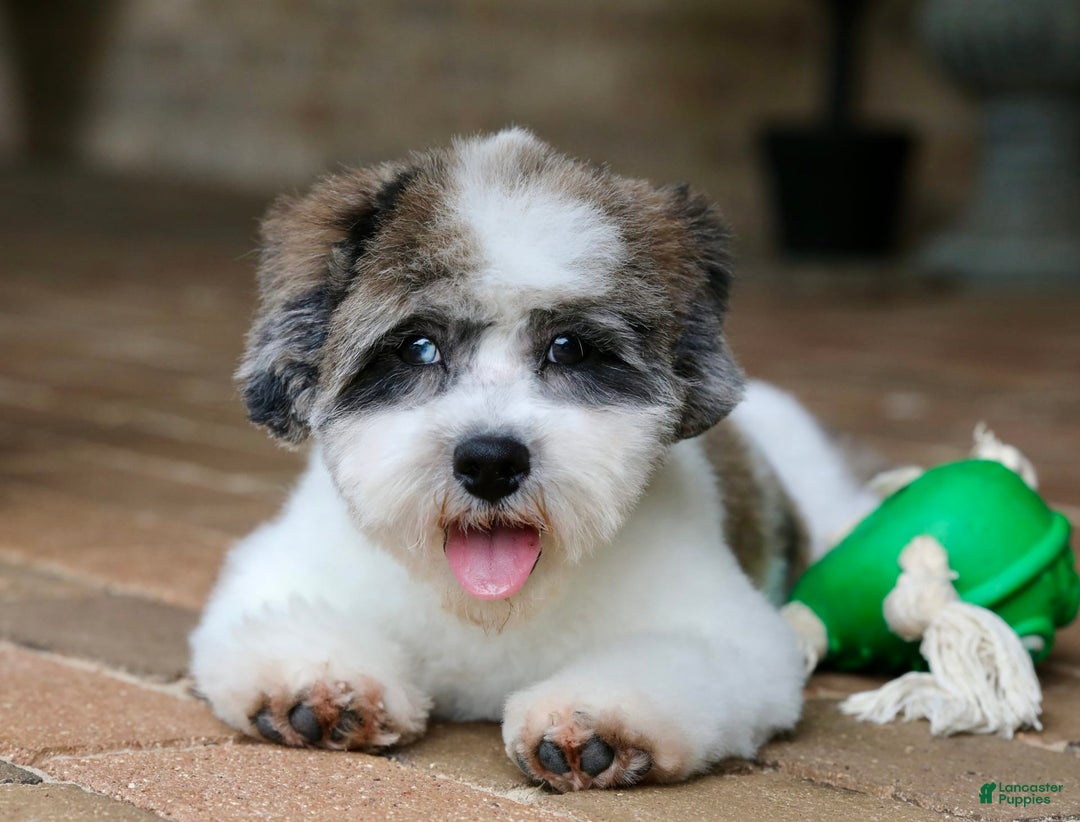 Shihpoo dogs for sale: Leo - Image 18