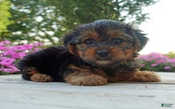 Yorkshire Terrier dogs for sale: Kenya - Image 3