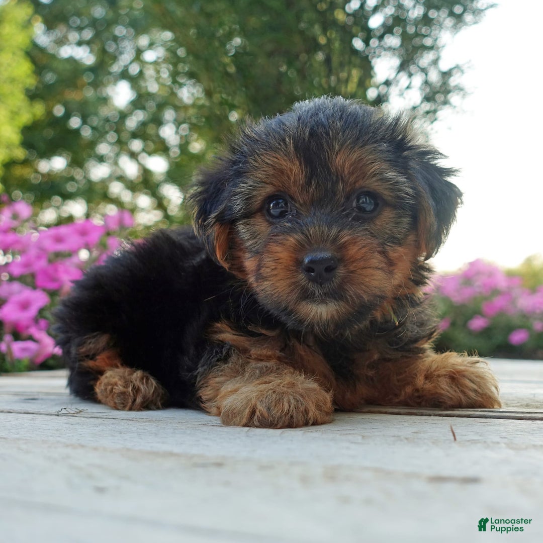 Yorkshire Terrier dogs for sale: Kenya - Image 3