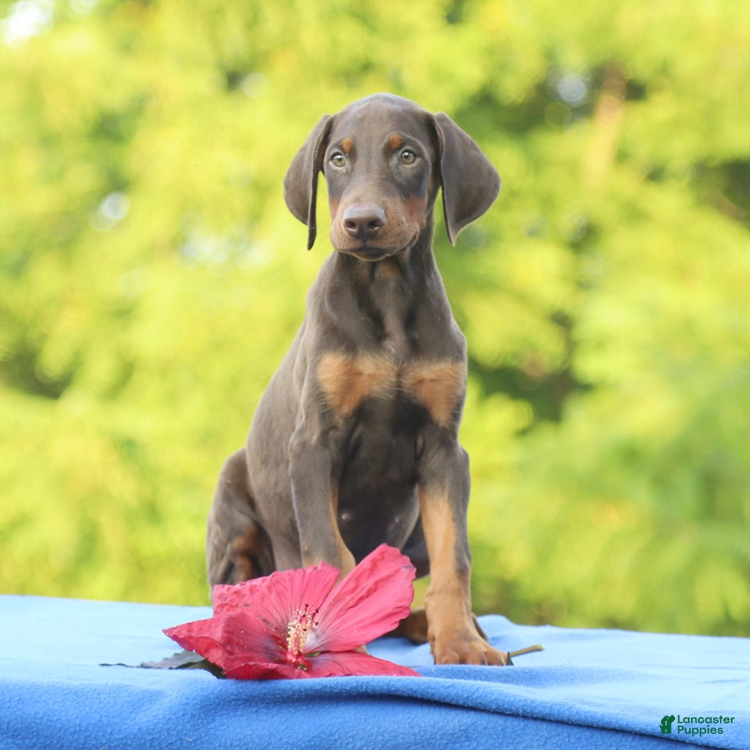 Doberman Pinscher dogs for sale: Ranger - Image 9