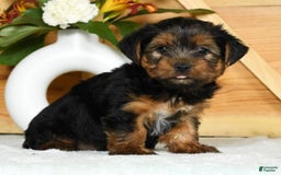 Yorkshire Terrier dogs for sale: Liam - Image 7