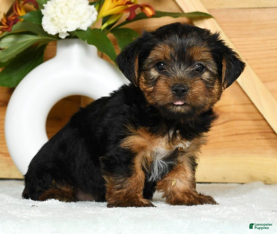 Yorkshire Terrier dogs for sale: Liam - Image 7