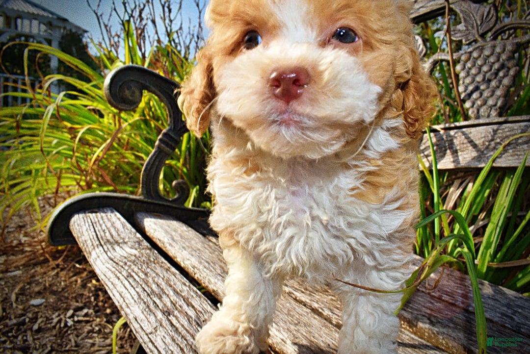 Havapoo dogs for sale: Jinga - Image 5