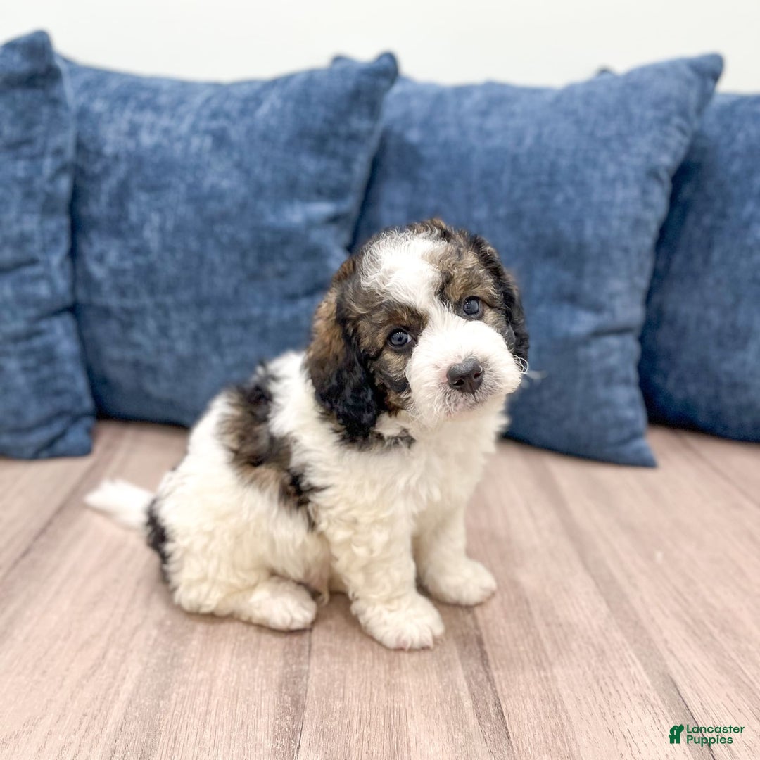 Mini Bernedoodle dogs for sale: Buster - Image 4