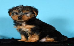 Yorkshire Terrier dogs for sale: Jordan - Image 2