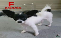 Papillon dogs for sale: Bella - Image 1