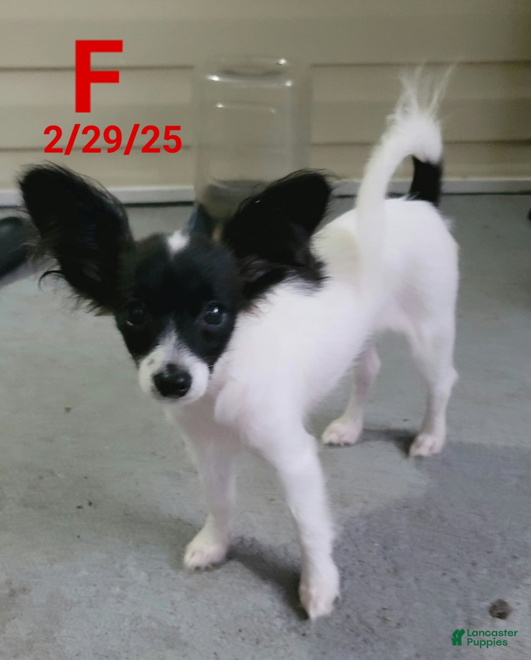 Papillon dogs for sale: Bella - Image 1