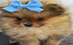 Pomeranian dogs for sale: Wish Bear - Image 9