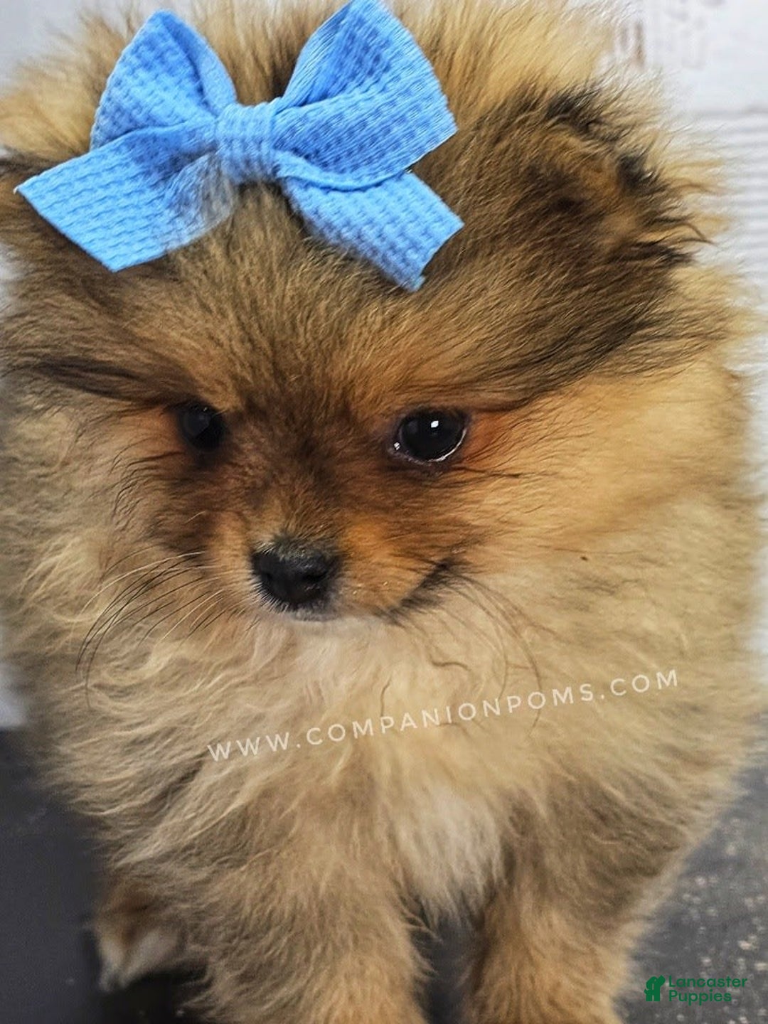 Pomeranian dogs for sale: Wish Bear - Image 9