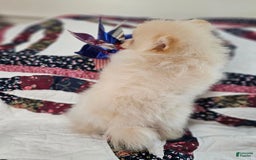 Pomeranian dogs for sale: Lucky Lulu T-Cup - Image 2