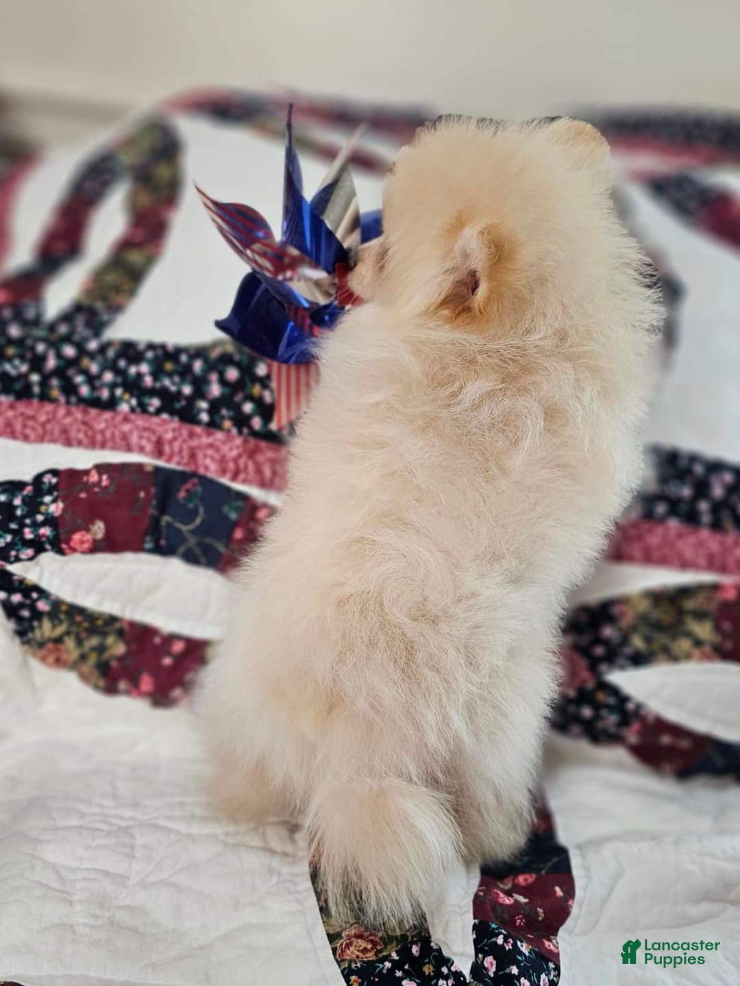 Pomeranian dogs for sale: Lucky Lulu T-Cup - Image 2