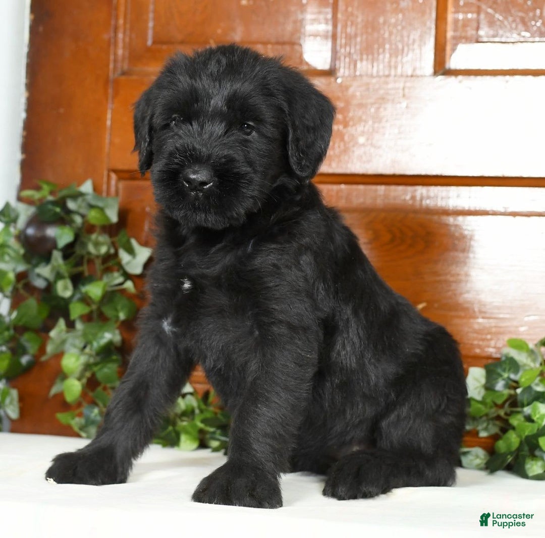 Giant Schnauzer dogs for sale: Teresa Giant - Image 3