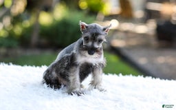 Miniature Schnauzer dogs for sale: Blaze - Image 14