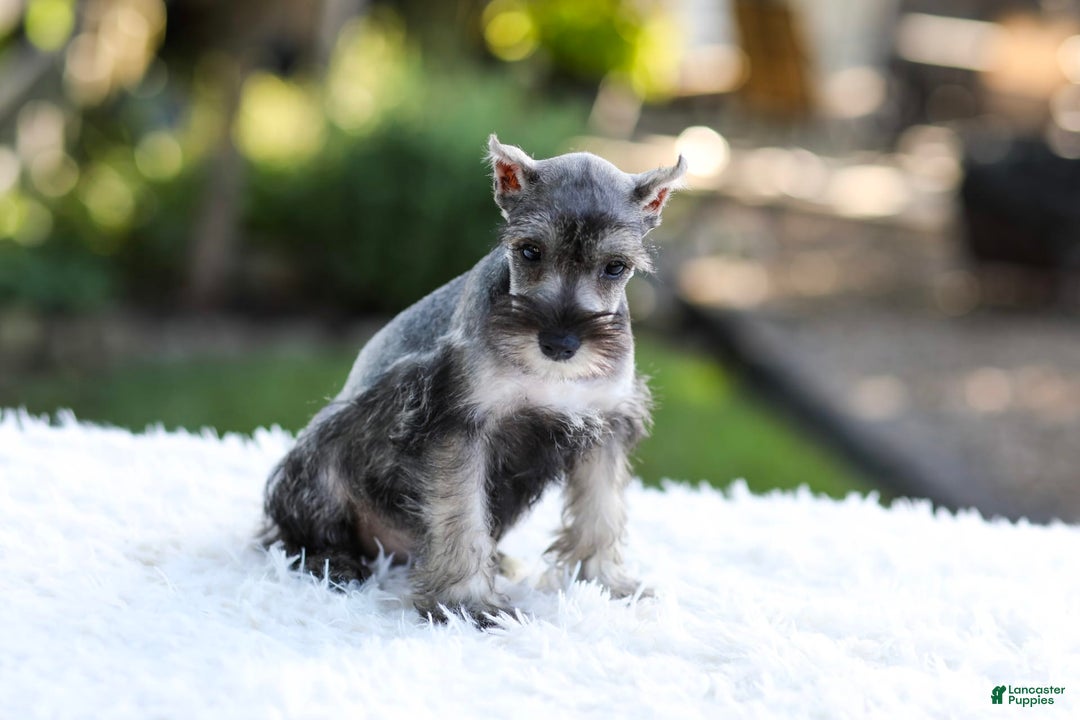 Miniature Schnauzer dogs for sale: Blaze - Image 14