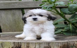 Malshi dogs for sale: Fawn - Image 4