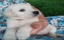Golden Retriever dogs for sale: Pebbles - Image 7