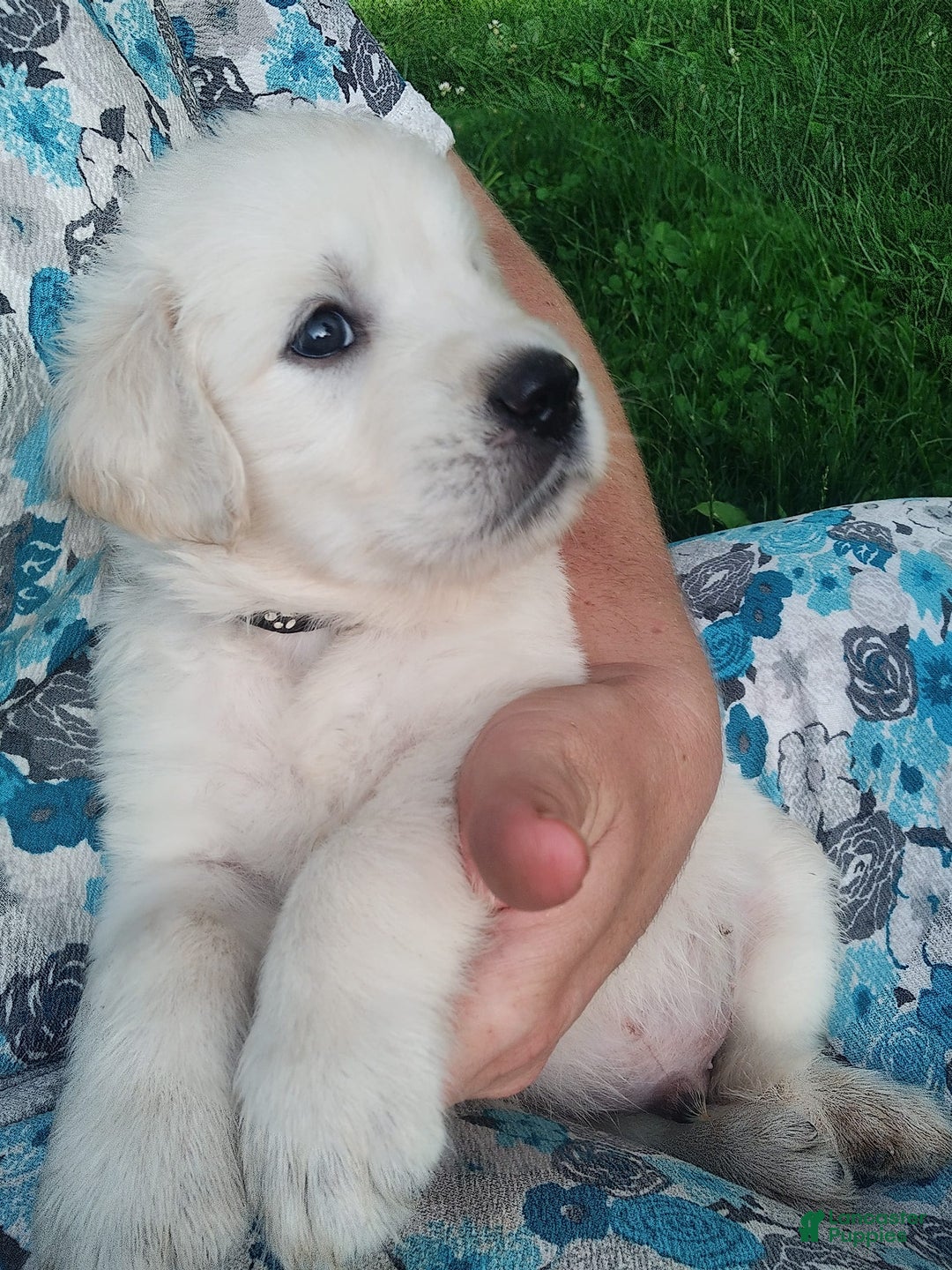 Golden Retriever dogs for sale: Pebbles - Image 7