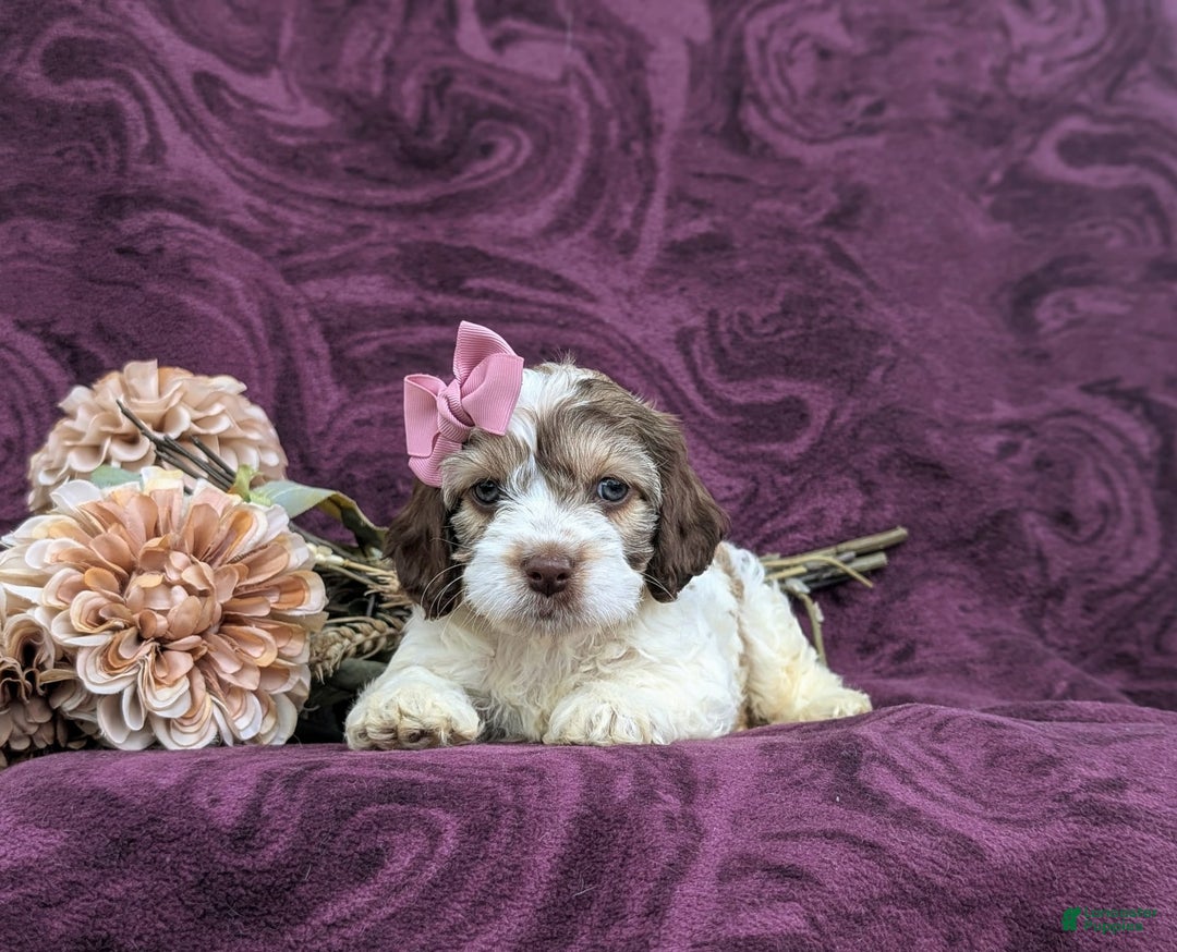 Cockapoo dogs for sale: Krystal - Image 6