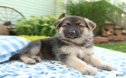 German Shepherd dogs for sale: Laurel - Image 4