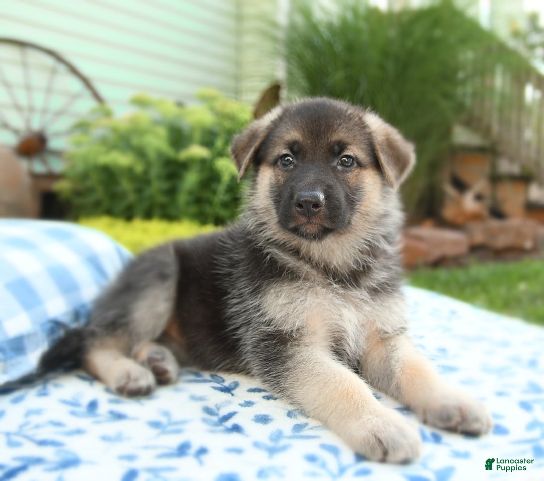 German Shepherd dogs for sale: Laurel - Image 4