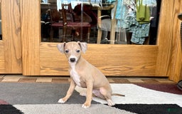 Italian Greyhound dogs for sale: RJ - Image 7
