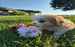 Cavachon dogs for sale: Diego - Image 10