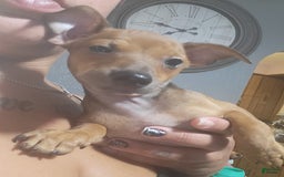 Chihuahua dogs for sale: Toby - Image 3