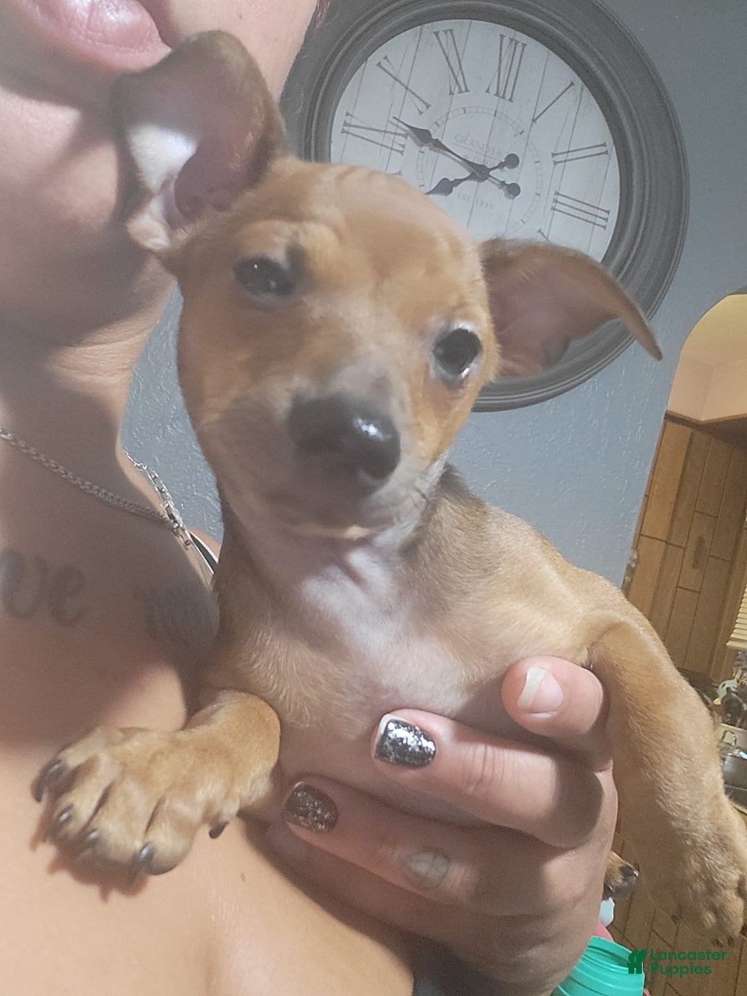 Chihuahua dogs for sale: Toby - Image 3