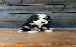 Mini Bernedoodle dogs for sale: Sadie - Image 4