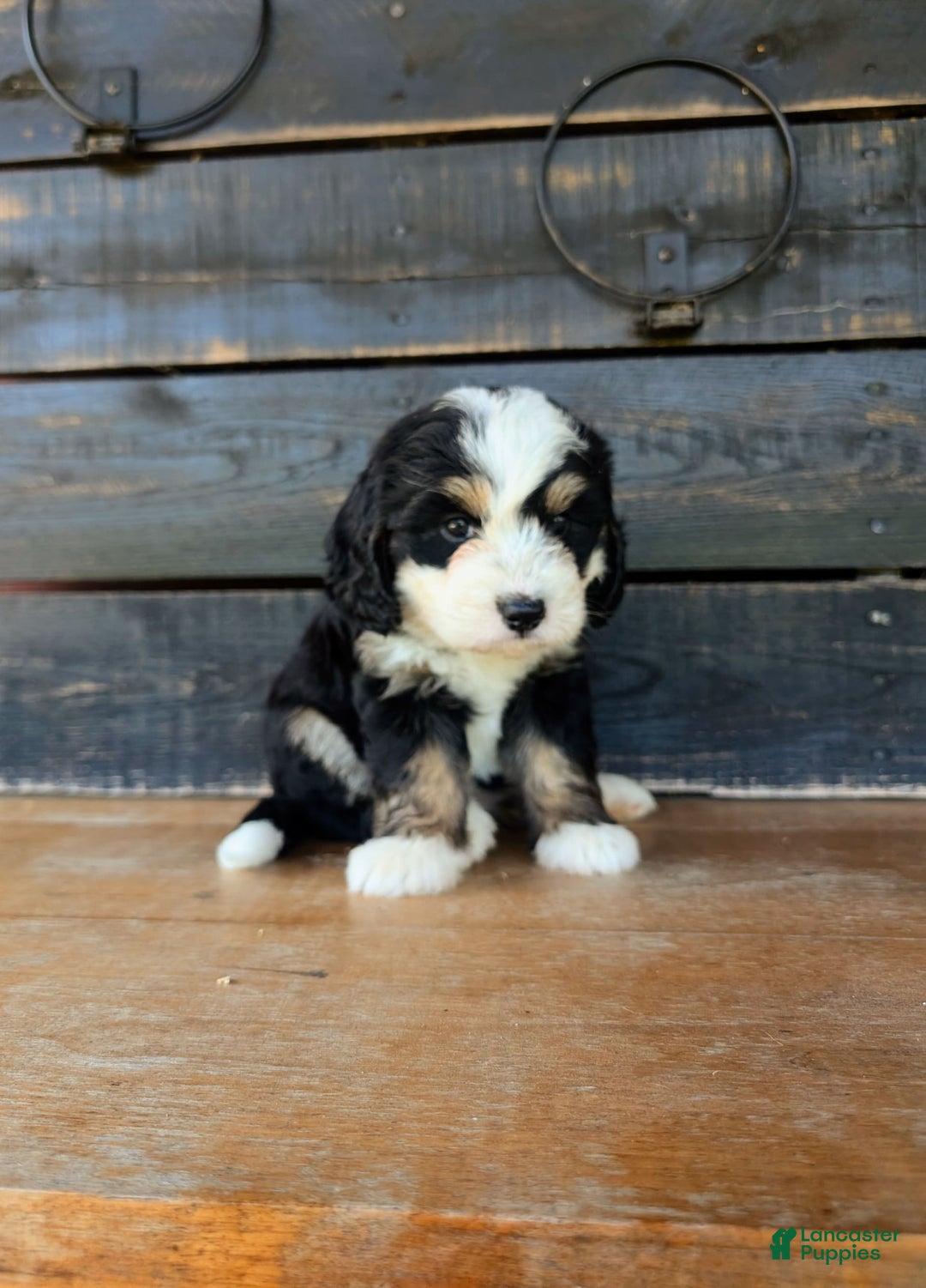 Mini Bernedoodle dogs for sale: Sadie - Image 4